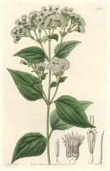 Glandular Eupatorium, Native to Mexico - Engraved by S. Watts, from an illustration by M. Mart, from the Botanical Register