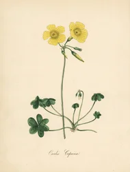 Goats-foot Wood Sorrel from William Curtis