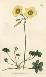 Goats-foot wood sorrel, Oxalis caprina.