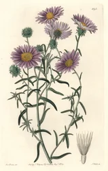 Gray Aster, Originally from California
