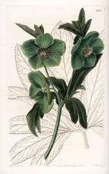 Green Flower Hellebore Variete - Engraved by S.Watts, from an illustration by Sarah Anne Drake, from the Botanical Register of Sydenham Edwards