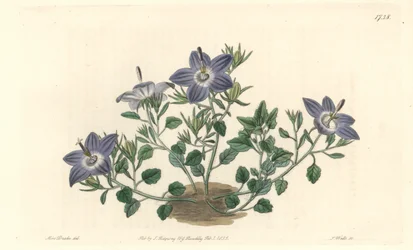 Hairy-leaved campanule, native to Italy - Strong water by S. Watts from an illustration by Sarah Anne Drake, from the Botanical Register