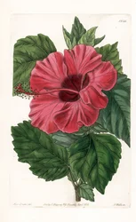 Hibiscus Rose from China