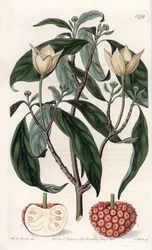 Himalayan Dogwood