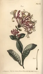 Honeysuckle, Lonicera caprifolium, Monogynia.
