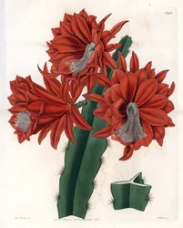 Hybrid Disocactus (Cactus Orchidee)