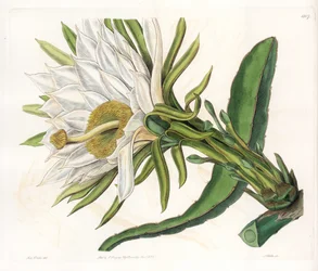 Hylocereus flower, variety of epiphytic cactus - Plate engraved by S. Watts, from an illustration by Sarah Anne Drake, from the Botanical Register of Sydenham Edwards, England