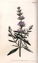 Hyssop or officinal hyssop.
