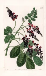 Indigofera Variete - Plate engraved by S. Watts, from an illustration by Sarah Anne Drake, from the Botanical Register of Sydenham Edwards, England