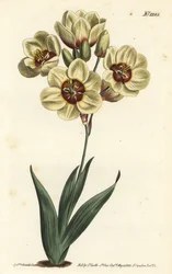 Ixia abbreviata (Cream-coloured spotted ixia, Ixia maculata v. ochroleuca). Handcoloured copperplate engraving by F. Sansom Jr. after an illustration by Sydenham Edwards from William Curtis