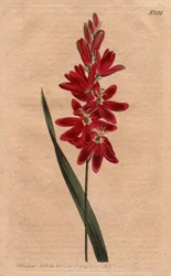 Ixia crimson or stale flower, dark scarlet color. Crimson ixia or spreading-flowered ixia with deep crimson flowers. Handcolored copperplate engraving from a botanical illustration by Sydenham Edwards from William Curtis