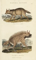 Jackal Dore and Hyena