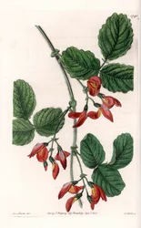 Kennedia macrophylla, plant native to Australia, rare endangered species - Plate engraved by S. Watts, from an illustration by Sarah Anne Drake, from the Botanical Register of Sydenham Edwards, England