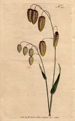 Great quaking grass with golden seeds drooping on the stem. A native of Spain and Italy. Briza Maxima. Handcoloured copperplate engraving from a botanical illustration by Sydenham Edwards