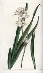 Libertia, Endemic to Chile