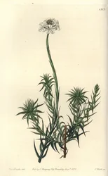 Long-leaved Sphenotoma from Sydenham Edwards