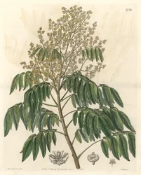 Longanier, originally from China - S. Watts strong water from an illustration by Sarah Anne Drake, from the Botanical Register