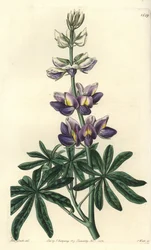 Lupin - Changeable lupinus, Lupinus mutabilis. Handcoloured copperplate engraving by S. Watts after an illustration by Miss Sarah Drake from Sydenham Edwards