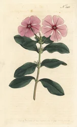 Madagascar Periwinkle
