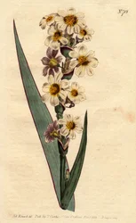Marica with White, Yellow Streaked Flowers and Purple Lines. Marica striata. Handcoloured copperplate engraving from Sydenham Edwards