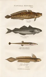 Marine Fishes of European Coastal Waters
