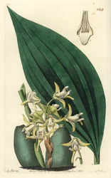 Maxillaria Palmifolia Orchid (Pale Yellow Maxillaria, Maxillaria decolor). Handcoloured copperplate engraving from Sydenham Edwards