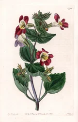 Mimule Variete, Called Monkey Flower or Musk Flower