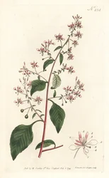 Mosquito Flower from William Curtis