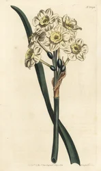 Narcissus a bouquet - Bunch-flowered daffodil, Narcissus tazetta (Pale-cupped white garden narcissus; Narcissus orientalis) - Handcoloured copperplate engraving by F. Sansom Jr. after an illustration by Sydenham Edwards from William Curtis