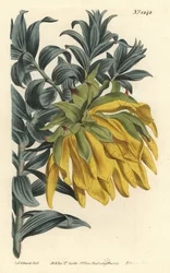 Orange nodding-head or mountain dahlia, Liparia splendens (Ruscus-leaved liparia, Liparia sphaerica)