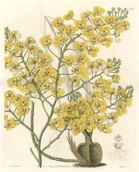 Orchid (Oncidium ampliatum), with yellow flowers, native to New Zealand - Water forte by S. Watts from an illustration by Sarah Anne Drake, from the Botanical Register