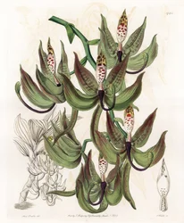 Orchid: Variety of Cycnoche - Engraved Board by S. Watts, from an Illustration by Sarah Anne Drake, from the Botanical Register of Sydenham Edwards