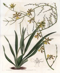 Orchid: Oncidium Variete