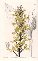 Orchid: Variety of Govenia