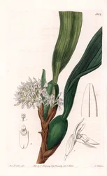 Orchid: Variety of Maxillaria, Native to South America - Plate Engraved by S. Watts, from an Illustration by Sarah Anne Drake, from the Botanical Register of Sydenham Edwards