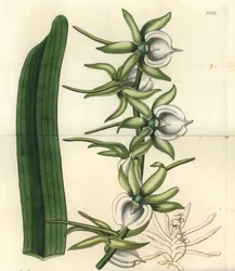 Orchid Variety of the Indian Ocean Islands - Ivory Angraecum Orchid