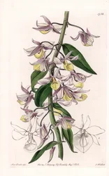 Orchid: Variety of Dendrobium, Native of Asia - Engraved by S. Watts, from an illustration by Sarah Anne Drake, from the Botanical Register of Sydenham Edwards