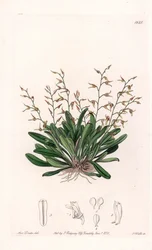 Orchid: Variety of Epidendre
