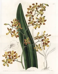 Orchid: variety of epidendrum - Engraved by S.Watts, from an illustration by Sarah Anne Drake, from the Botanical Register of Sydenham Edwards
