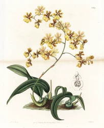 Orchid: variety of epiphytic oncidium of Brazil - Engraved by S. Watts, from an illustration by Sarah Anne Drake, from the Botanical Register of Sydenham Edwards