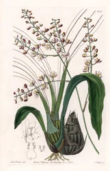Orchid: Variety of Eulophia - Plate Engraved by S. Watts, from an Illustration by Sarah Anne Drake, from the Botanical Register of Sydenham Edwards