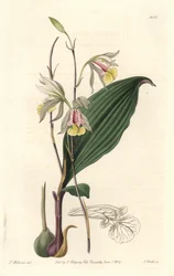 Orchid: American Bletia
