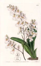 Orchidee Tolumnia pulchella, endemic to Jamaica - Engraved by S. Watts, from an illustration by Sarah Anne Drake, from the Botanical Register of Sydenham Edwards, England