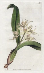 Orchid epidendrum fragfumee