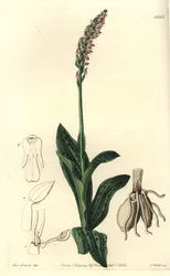 Orchid Neotine - Dense-flowered Orchid