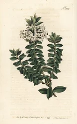 Cross-leaved speedwell, Veronica decussata. Handcoloured copperplate engraving by Sansom after an illustration by Sydenham Edwards from William Curtis