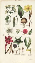 Parts of Flowers Including Petal, Nectary, Glume, Seed, Spathe, Bracte, Legumen, etc.