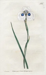Peacock Iris - Lithography by Sydenham Edwards, plate from William Curtis