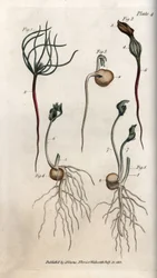 Peas, leguminous seeds at different stages of germination. Coloured copper engraving, illustration by Sydenham Edwards (1768-1819) for Conferences of Botanical, Botanical Garden of Lambeth (England)