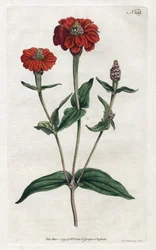 Peruvian zinnia or bresine